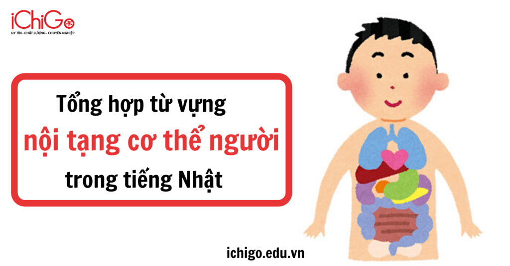 Tổng hợp từ vựng tiếng Nhật về nội tạng cơ thể người 34 Từ vựng về nội tạng cơ thể người trong tiếng nhật